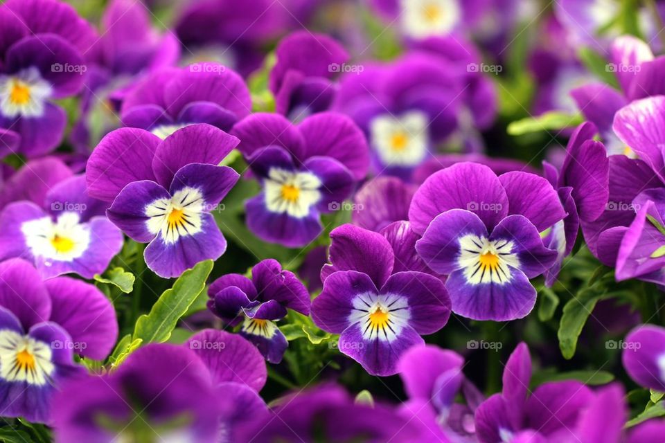 High angle view of purple flowers