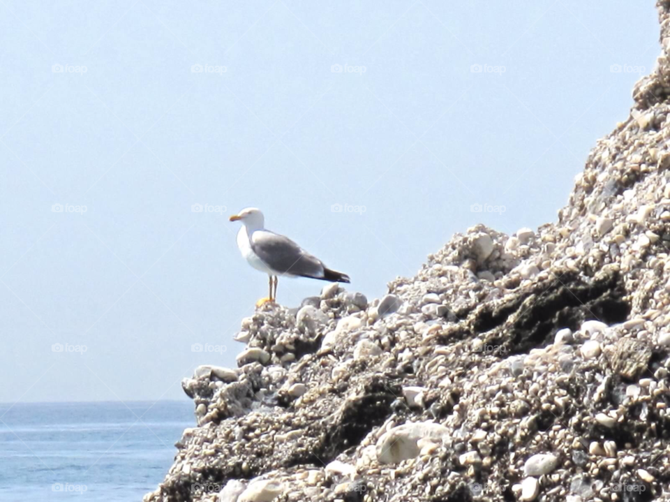 summer bird rocks seagull by stuarto