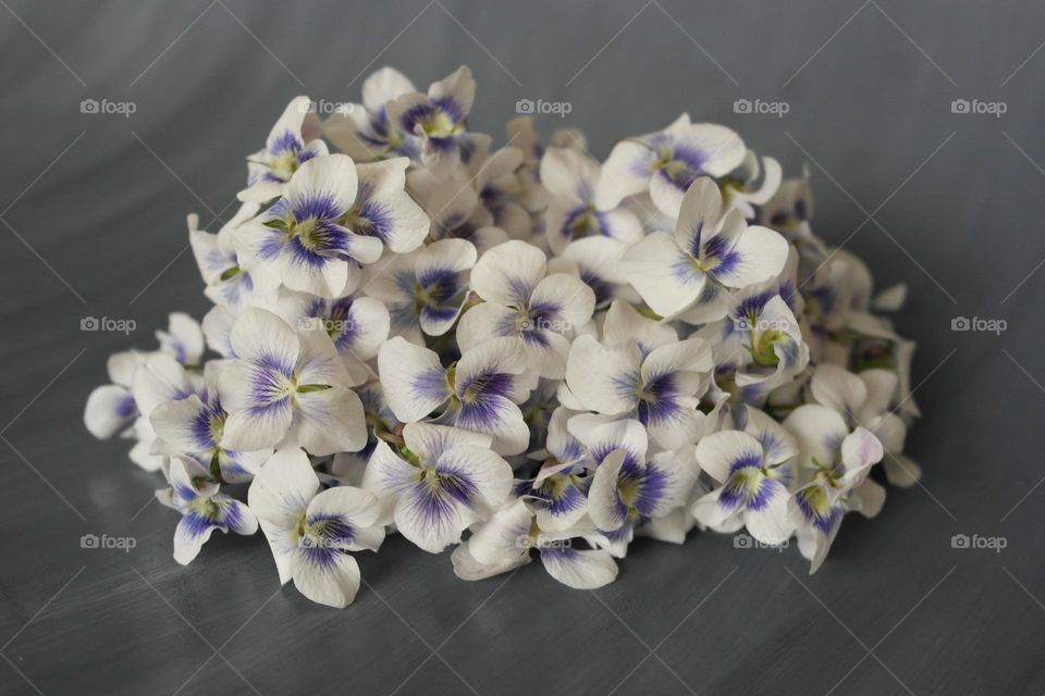 White violets on a gray background 