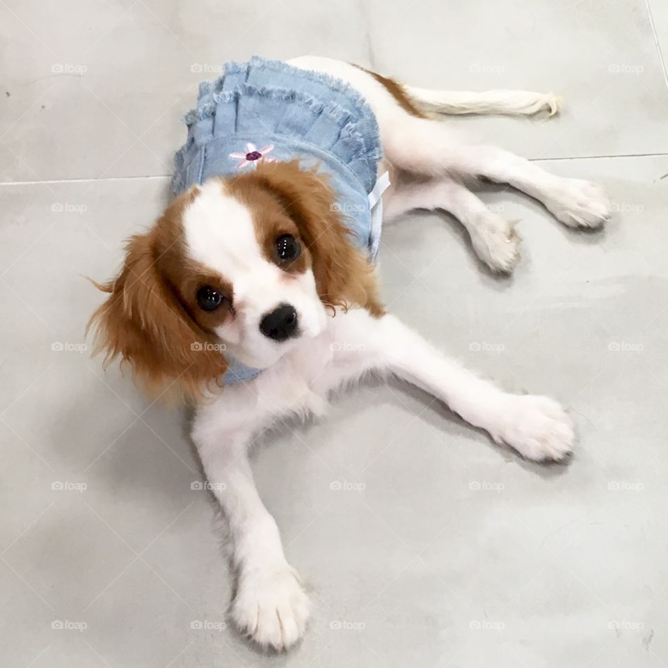 Onora the pretty puppy Cavalier King Charles 