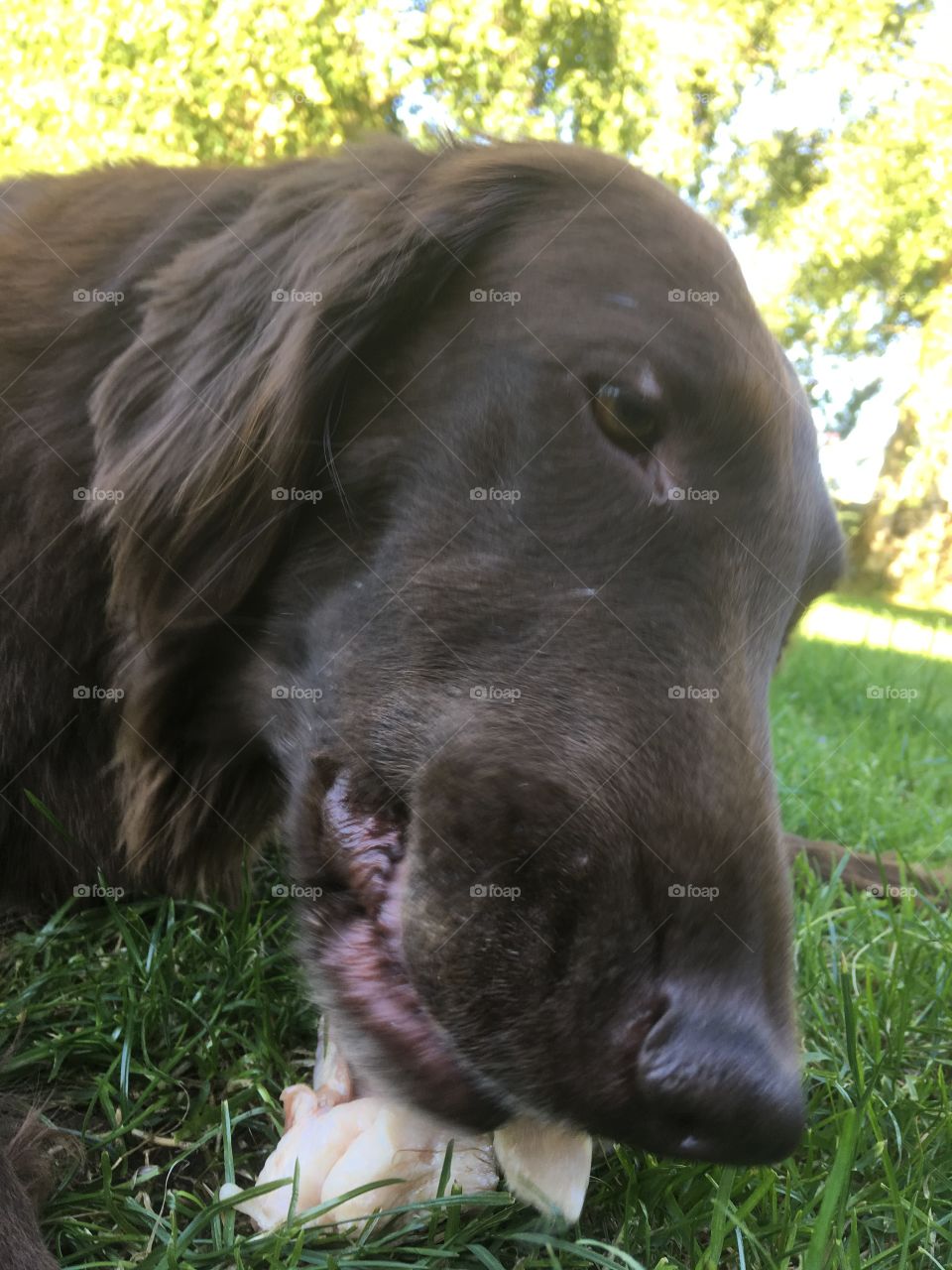 Lucky dog enjoying a bone