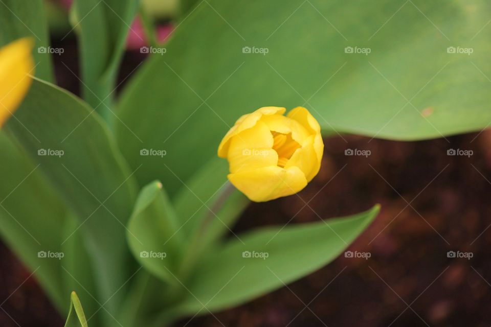 Close-up of tulip flower