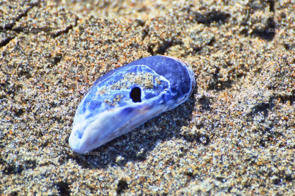 seashell Beach on a sunny day in San Francisco California