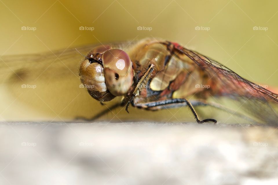 Dragonfly Close-Up