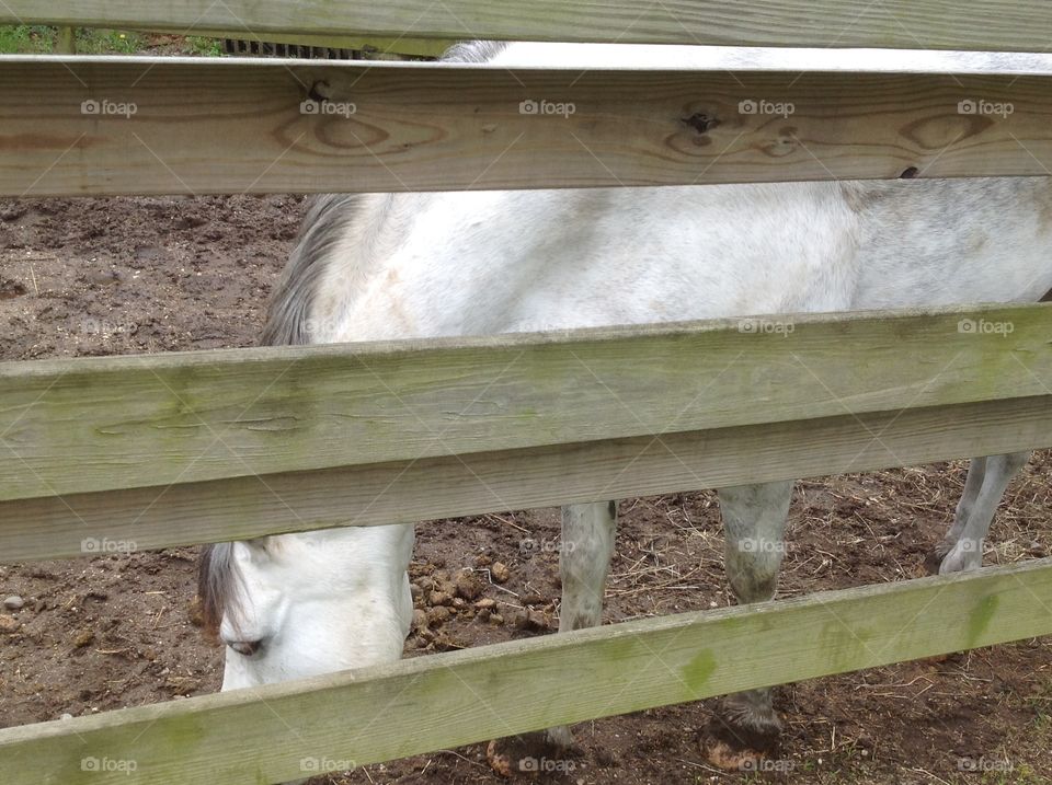 An up close photo of a white horses at the stable. 