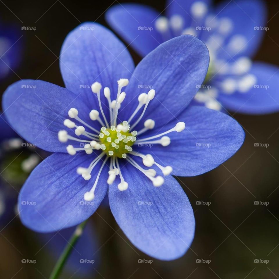 Hepatica