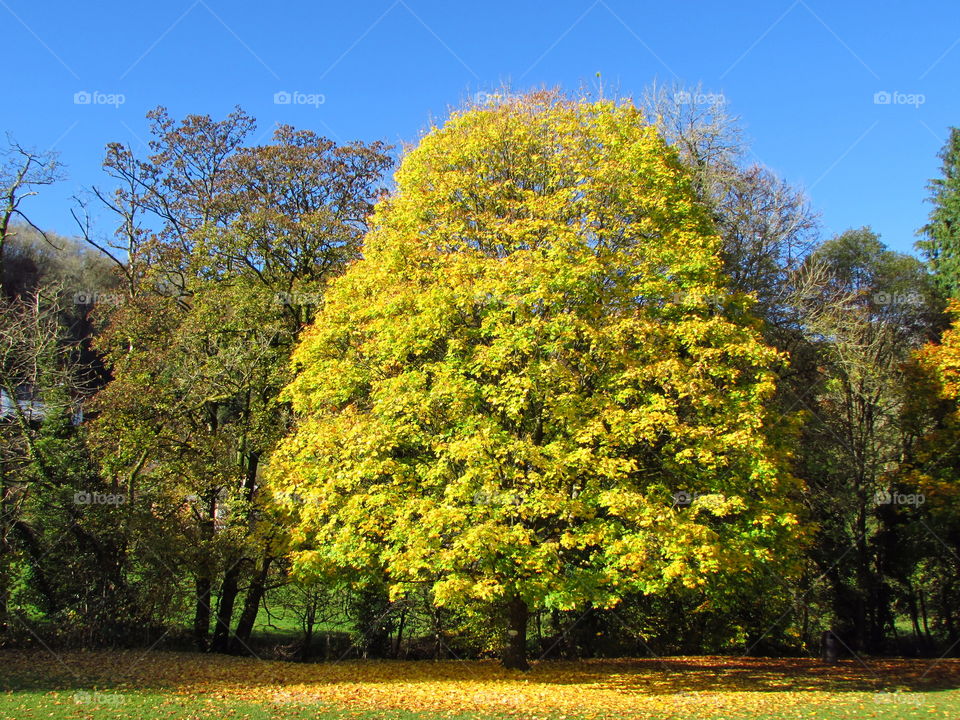 Gorgeous autumn colours adourn these trees