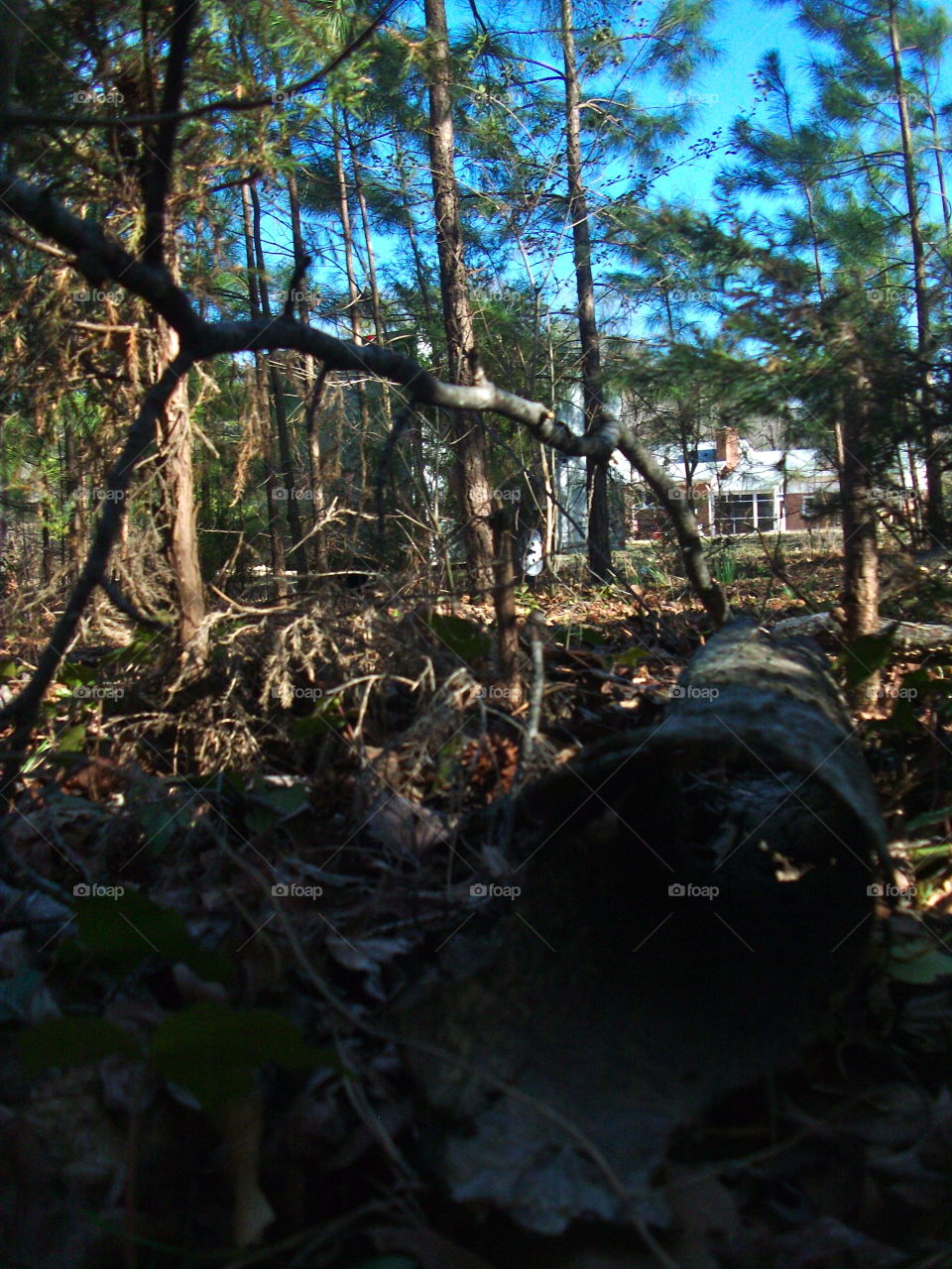 Wood, Tree, Nature, No Person, Landscape