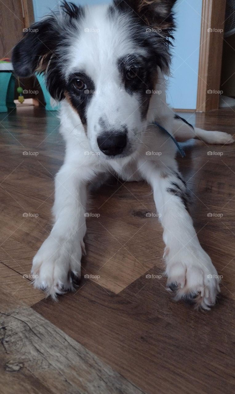 Don't let his cuteness fool you. He's the naughtest one out of the bunch.