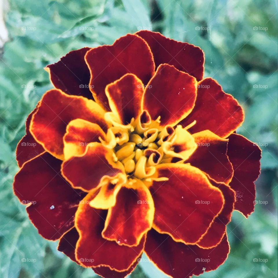 Autumn colors,autumn flowers 