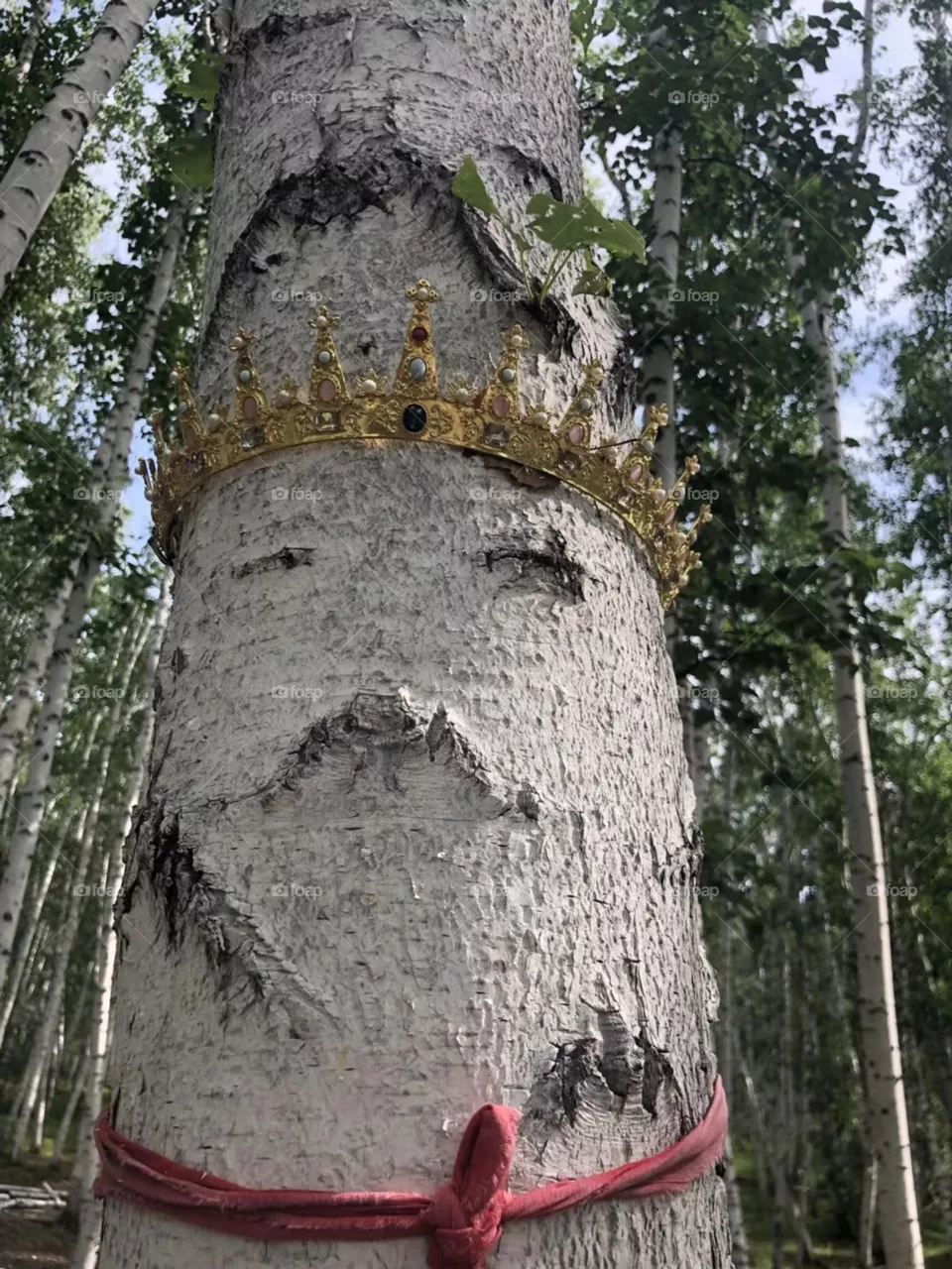 A Queen in a Tree