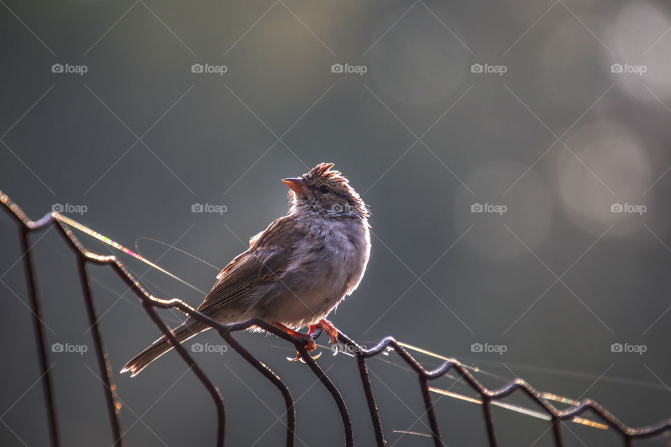 Sparrow on a fence in the morning