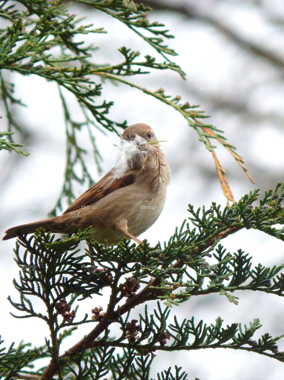 Sparrow is building house