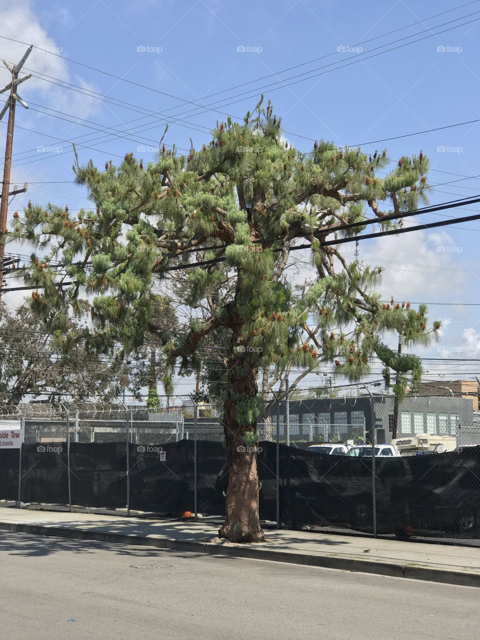 Calamity, No Person, Hurricane, Tree, Storm