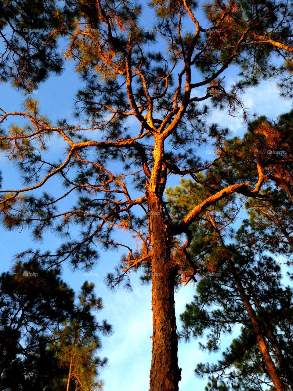 Looking up at a pine tree. Looking up at a pine tree in the golden hour.