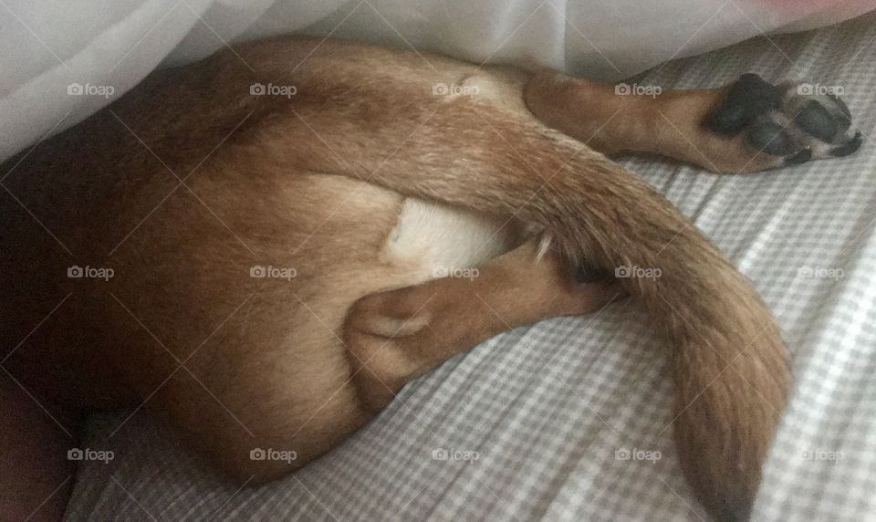Puggle under bed covers