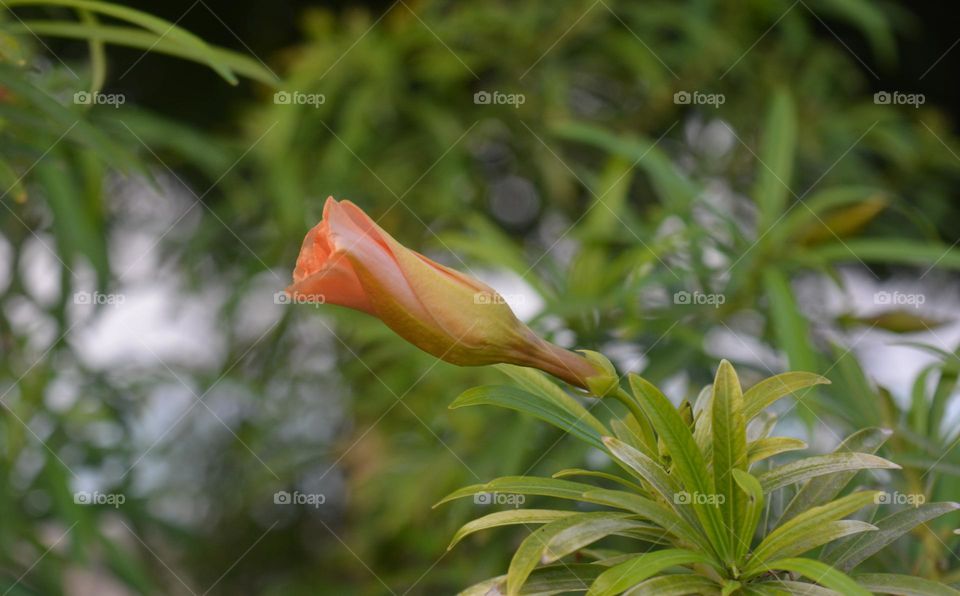 orange flower in the garden with green leafs