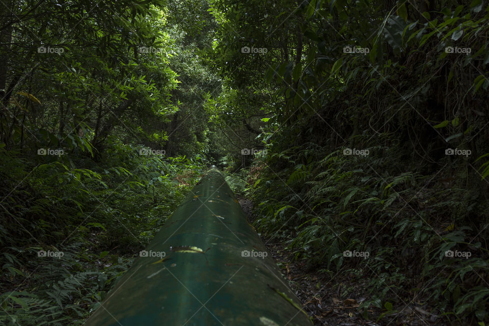 Following the pipeline in the forest to reach the waterfall of Salto do Candito in Sao Miguel Island, Azores, Portugal.