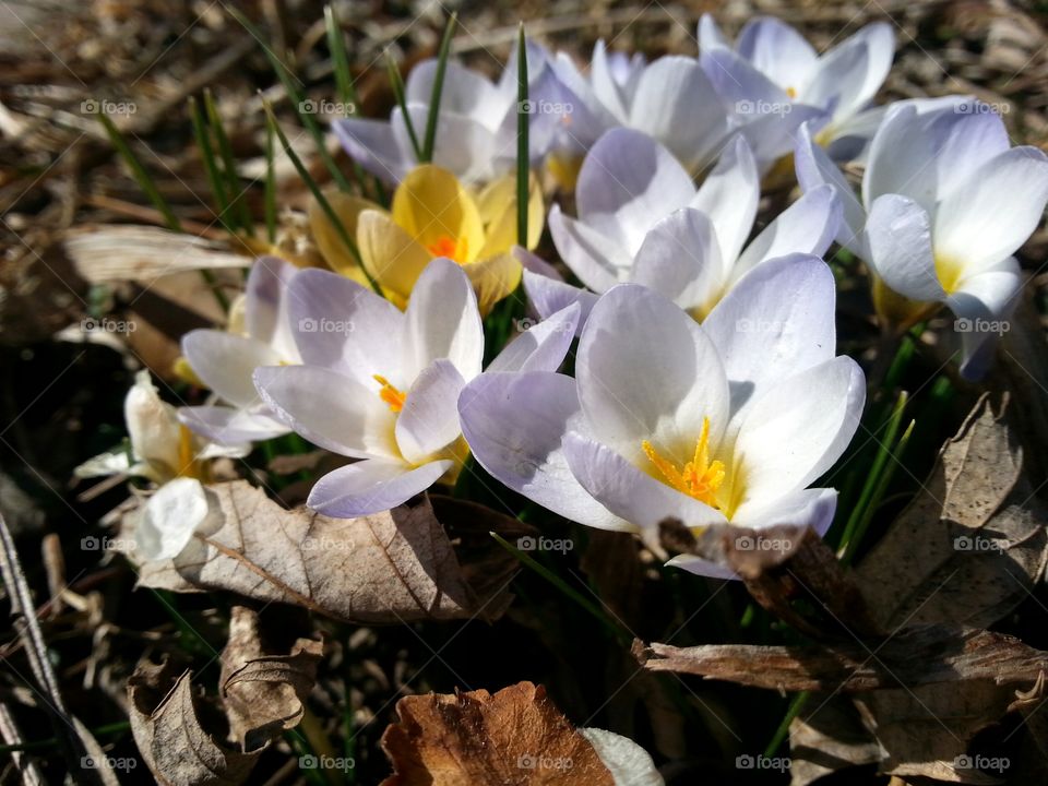 Early Spring Blooms. The first flowers in our garden this spring.
