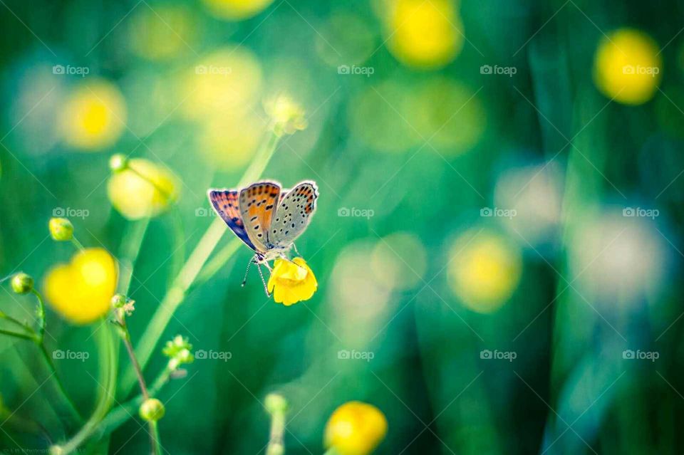 Butterfly
thank you mUhammad Usman