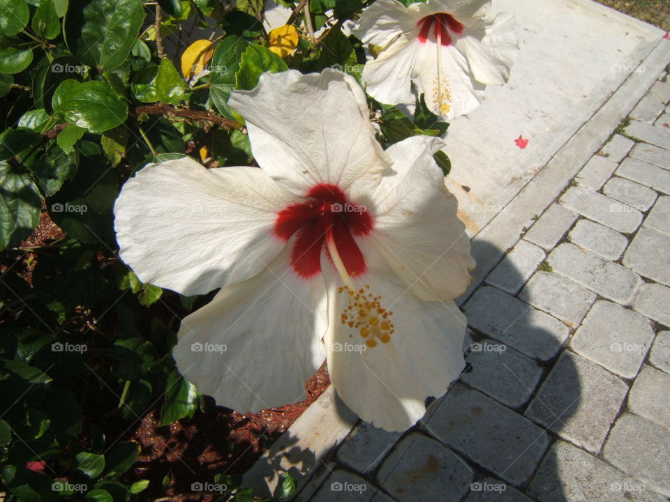 White Hibiscus - China Rose 
Bahamas