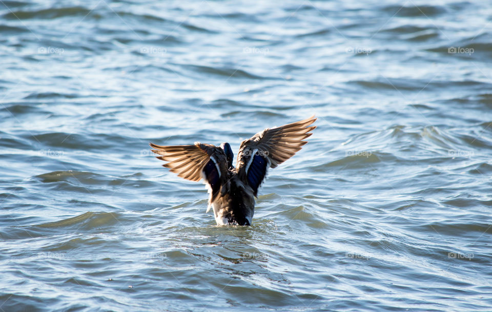 Mallard duck taking flight off choppy waters gaining balance abstract inspirational nature photography 