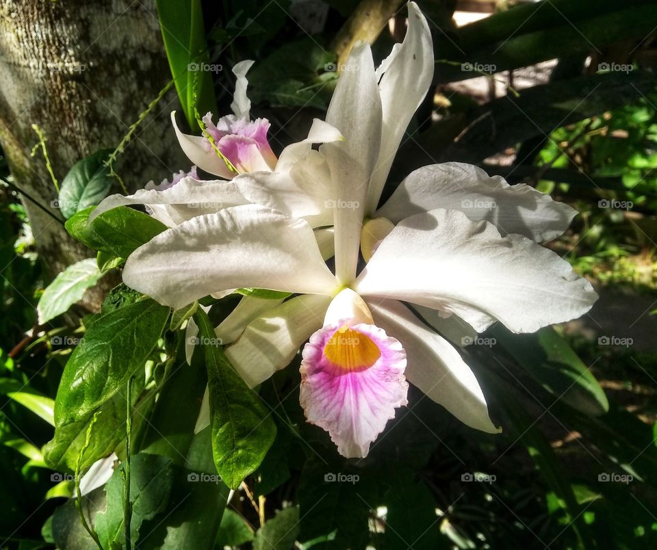 Orchid Cattleya