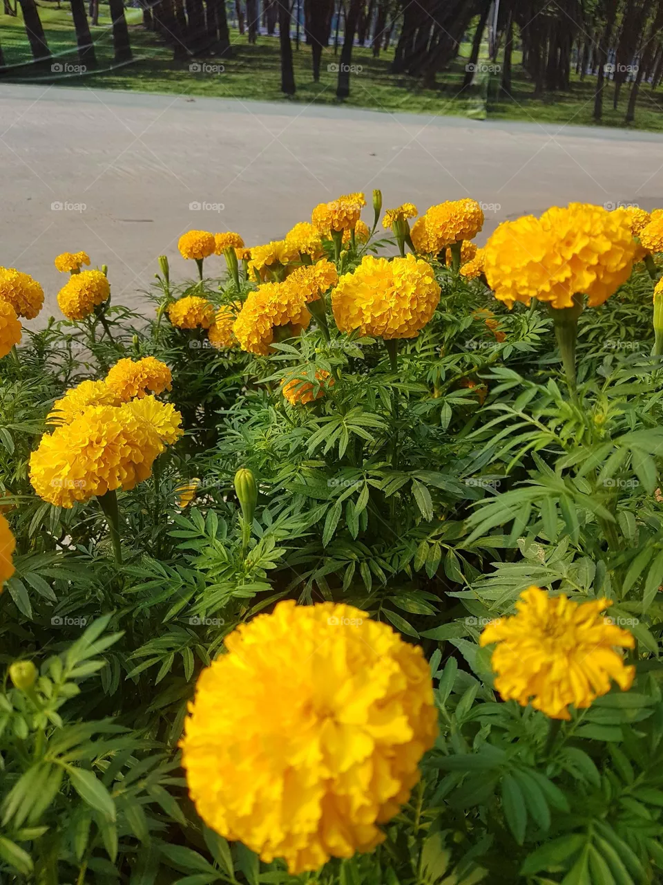 marigold