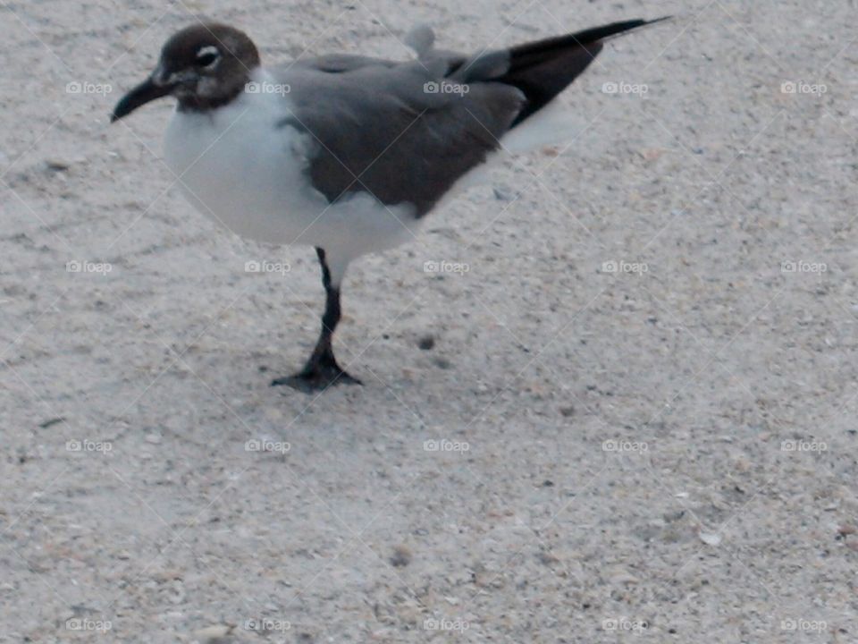 Seagul, beach, peg leg 