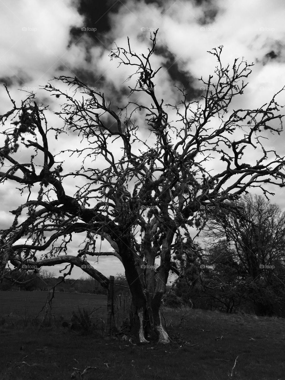 Black and white photo of dead tree