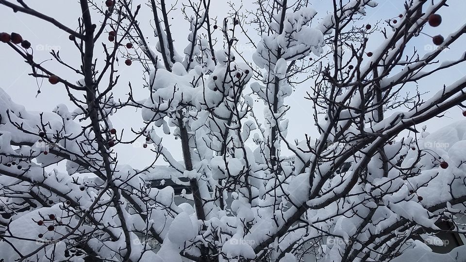 Snowy branches