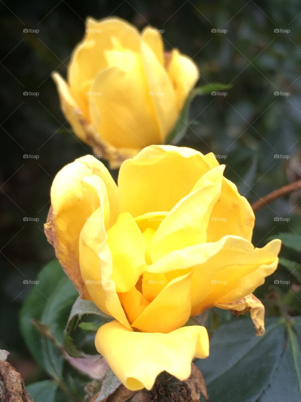 Yellow rose blooming in November 