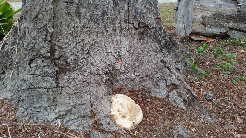 trunk, bark, mushroom