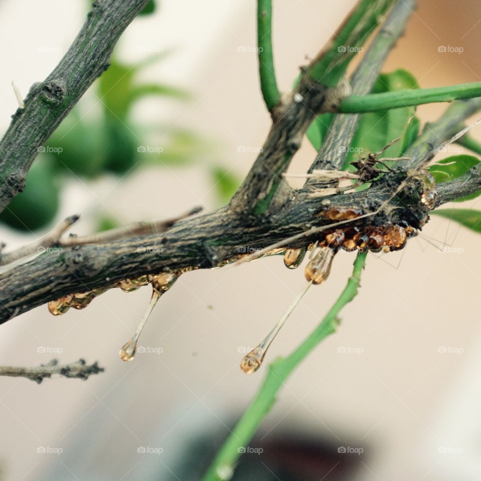 The latex of the beautiful yellow tree.