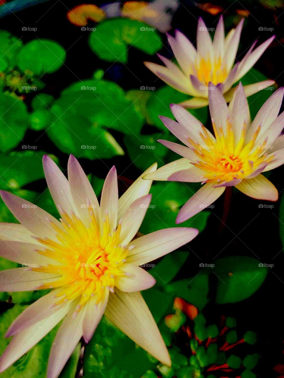 naturelove, beautiful picture, flowers