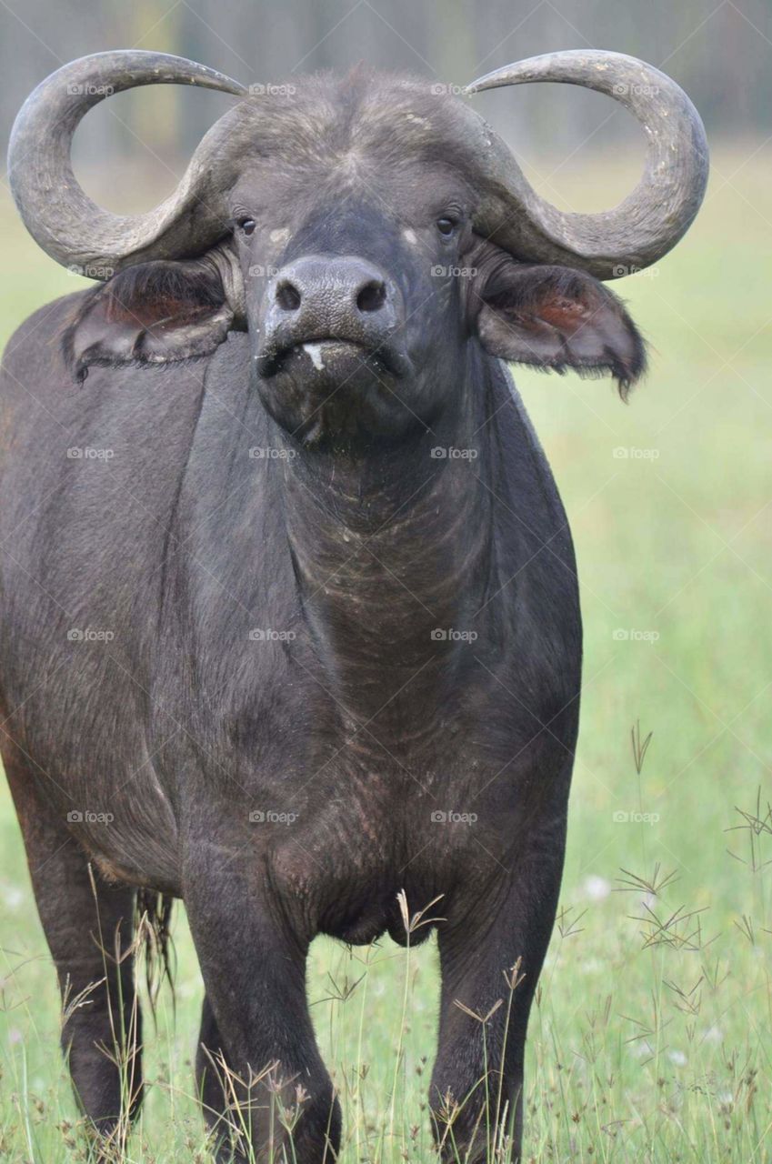 Buffalo