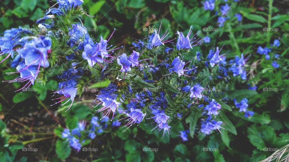 echium vulgare