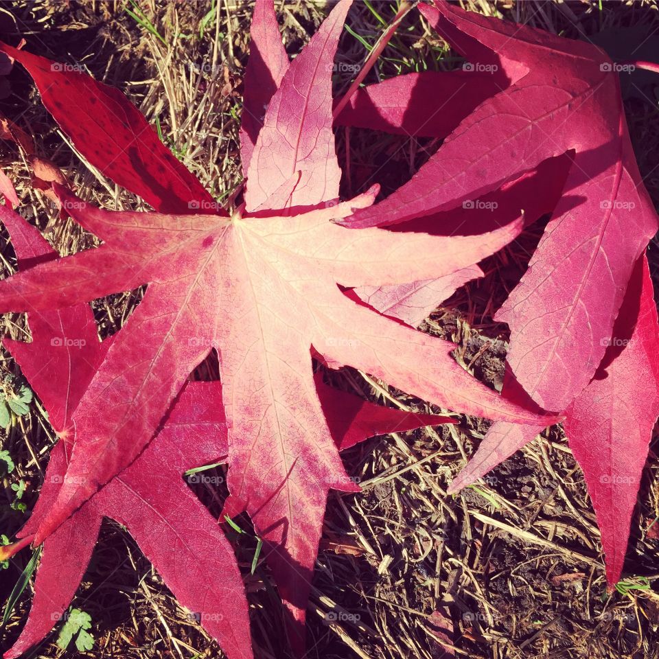 Autumn fall leaf vivid and vibrant