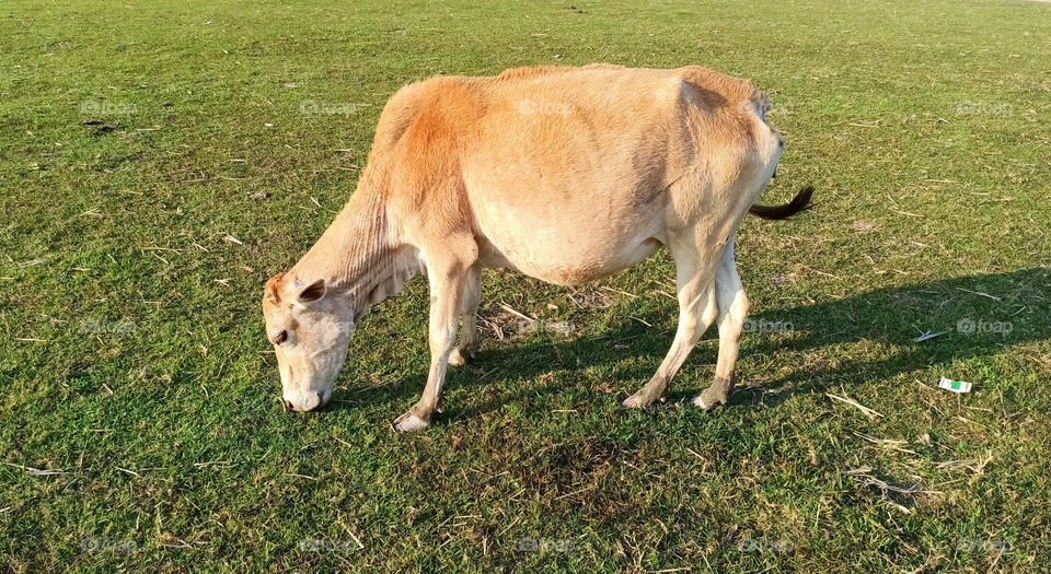 Brown Cow On Grass Field Stock Photography