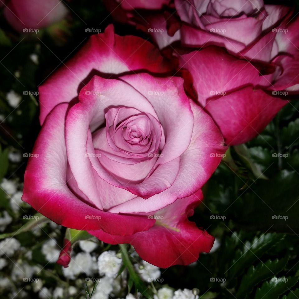 Valentines Day Rose. 39th Valentines Day Rose