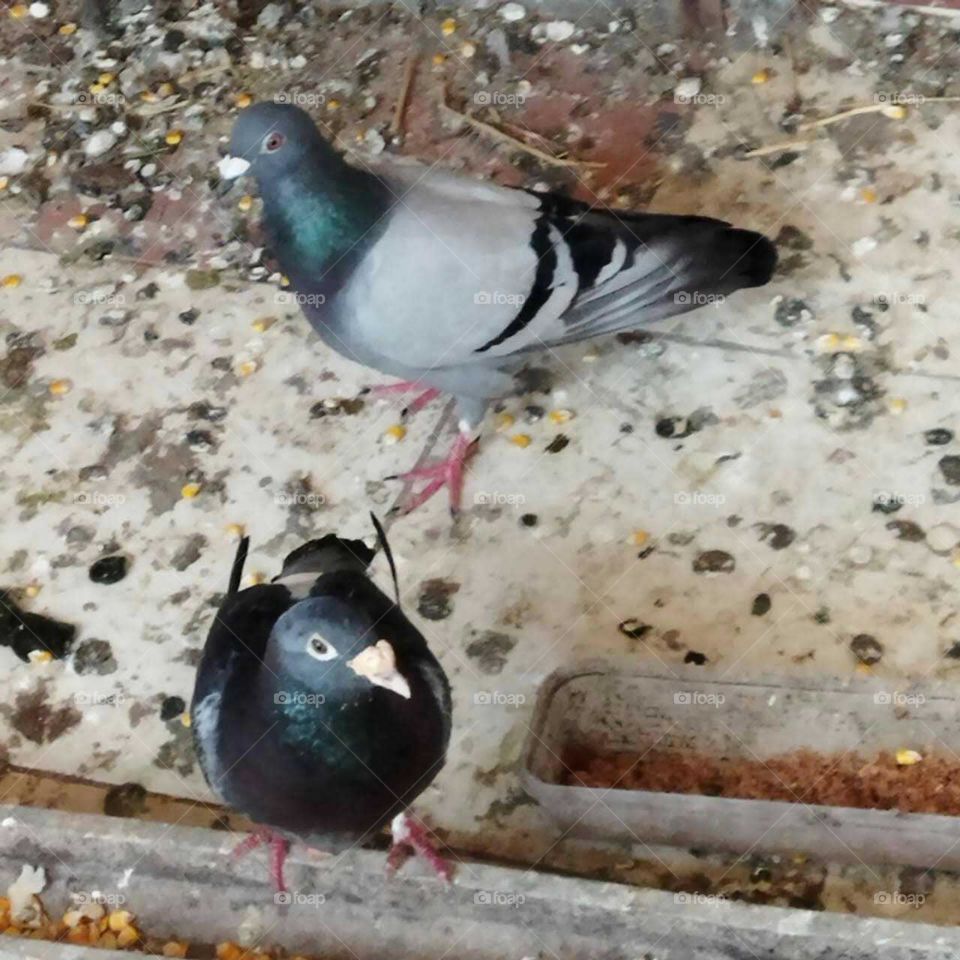 Beautiful pigeons.