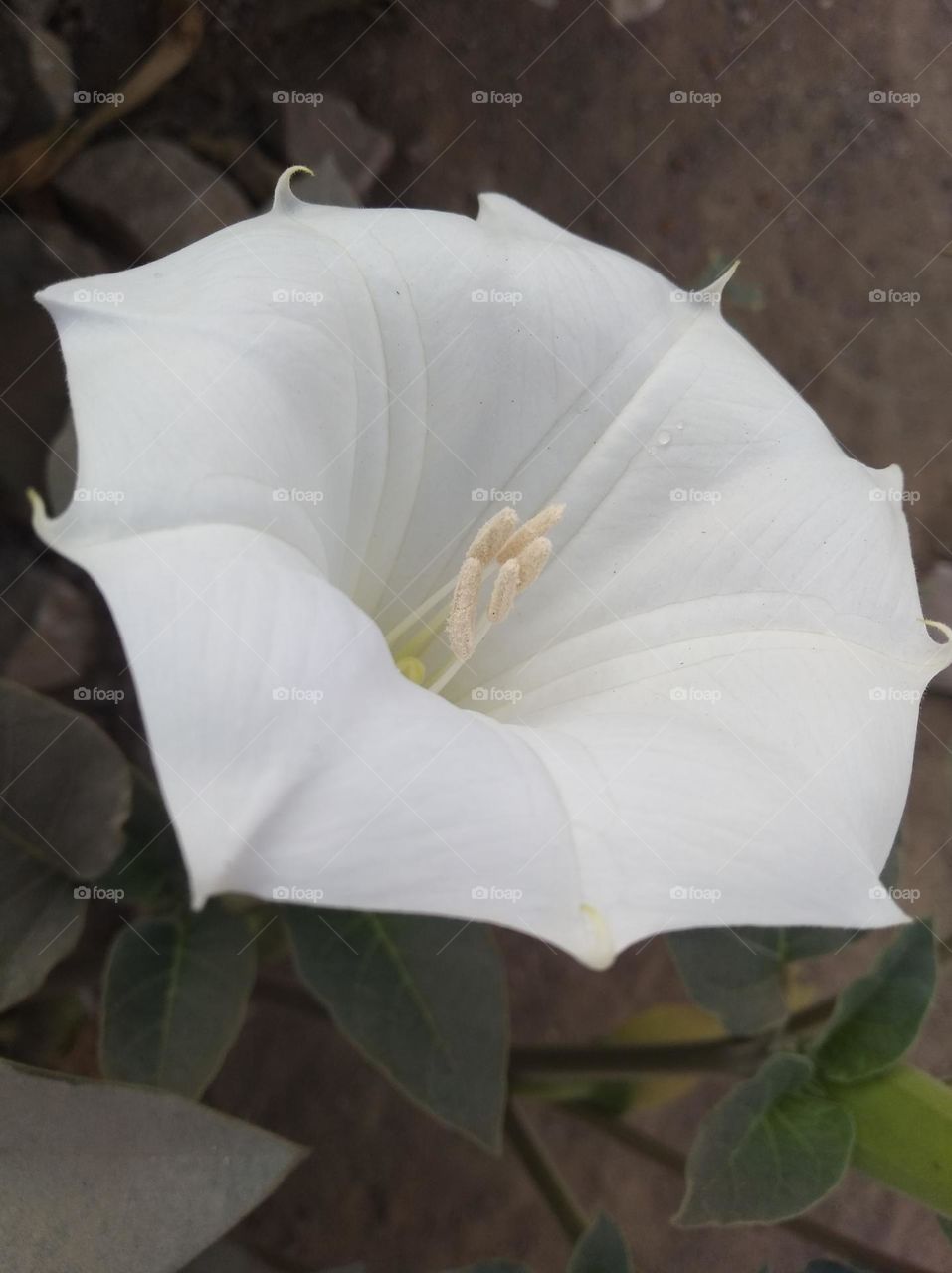 the Datura Flower white in colour looks very beautiful generally found everywhere very poisonous species
