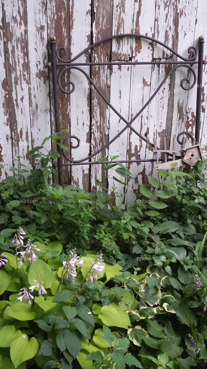 Farm Barn & Nature Art. The plants near a barn at the family farm