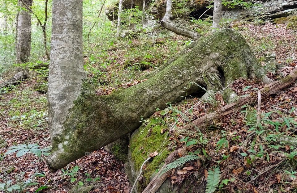 Over the Rocks and through the Woods