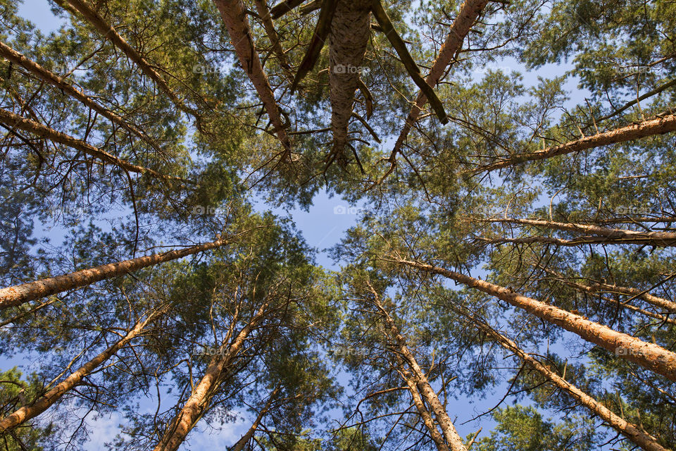 Pine trees in the forest