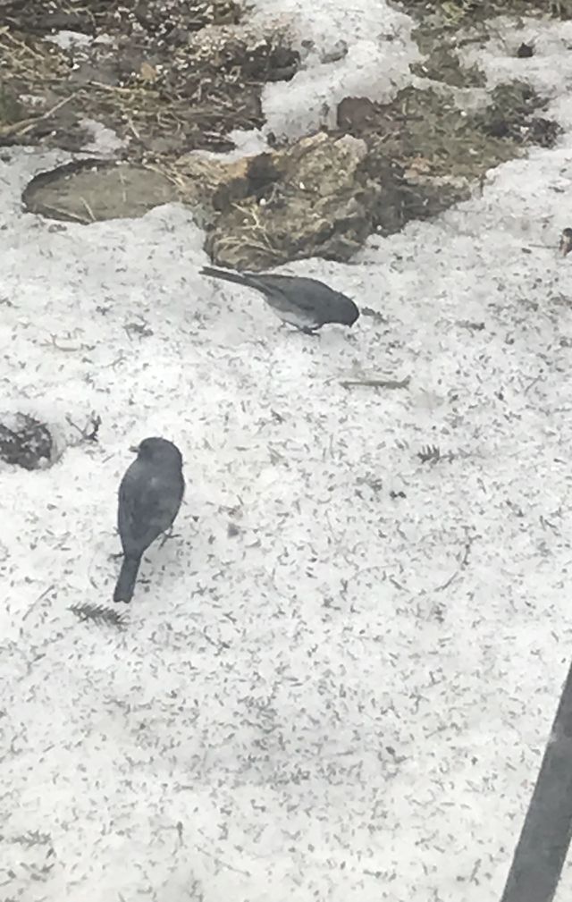 Junco