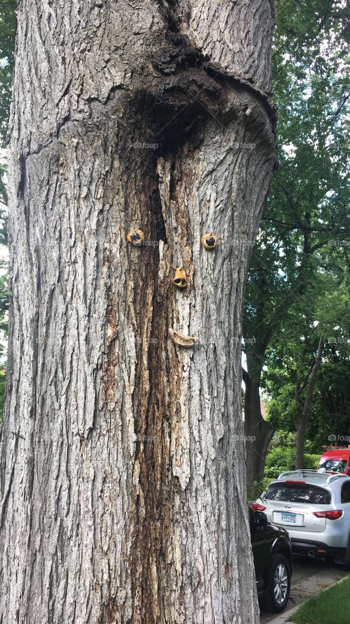 Tree Face 