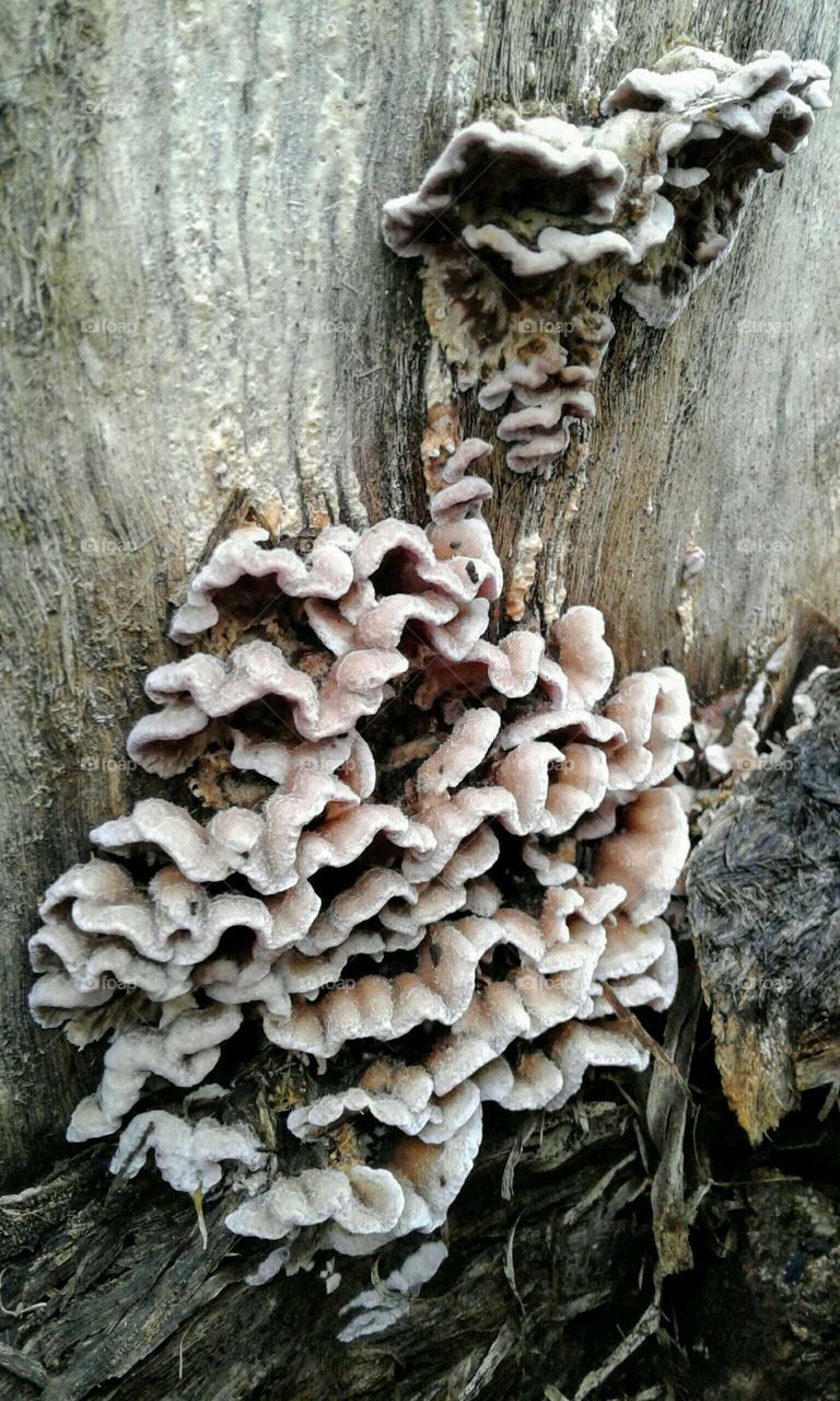 Mushrooms