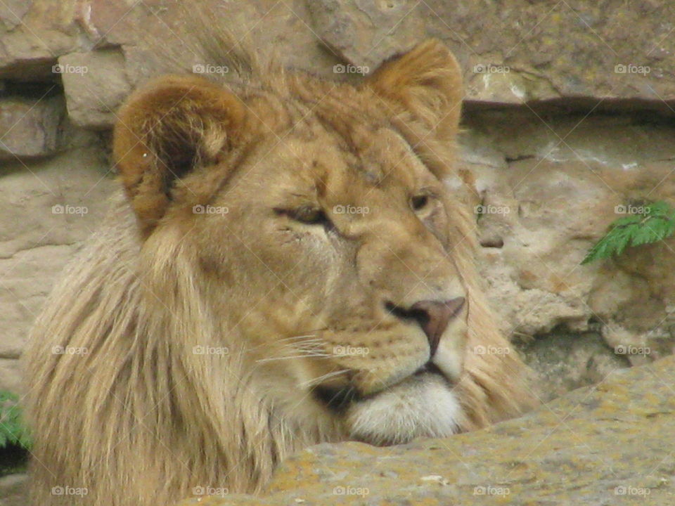 Lion, Cat, Mammal, Wildlife, Zoo