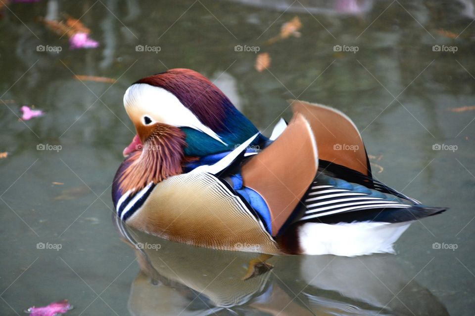 Mandarin Duck 